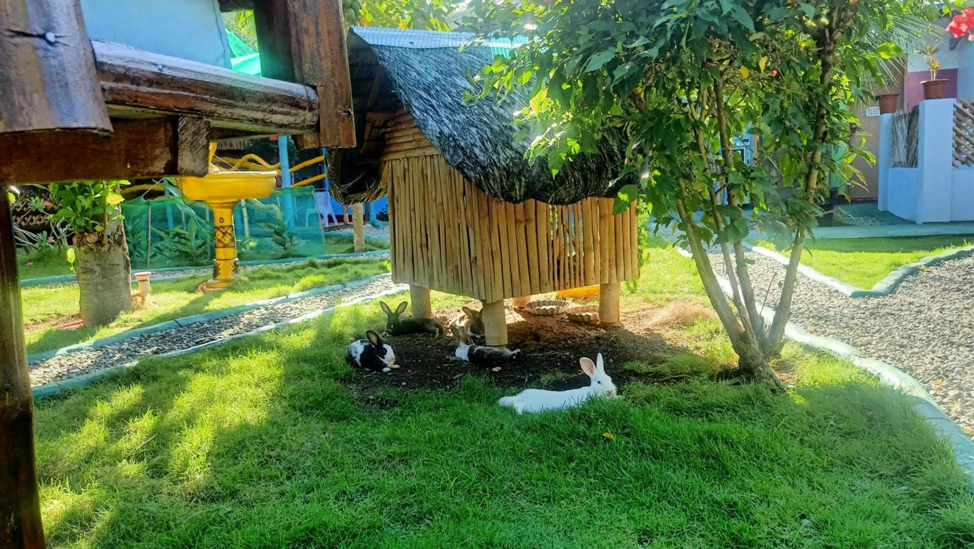 Moalboal Bamboo House / Rooms Habitación foto